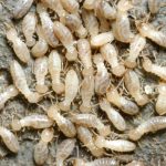 Termites Escondido