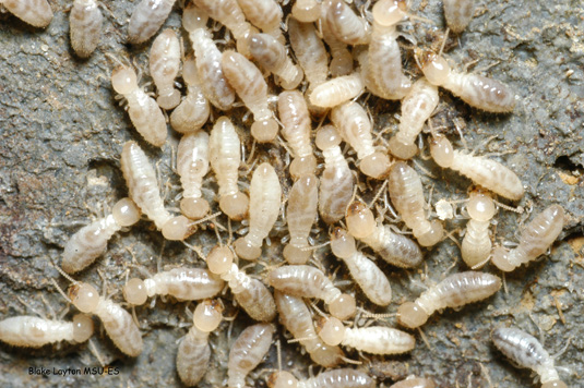 Termites Escondido