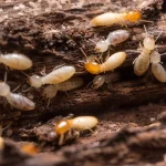 Termites Oceanside