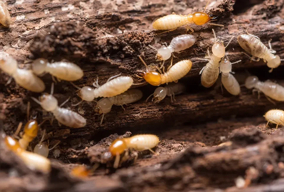 Termites Oceanside