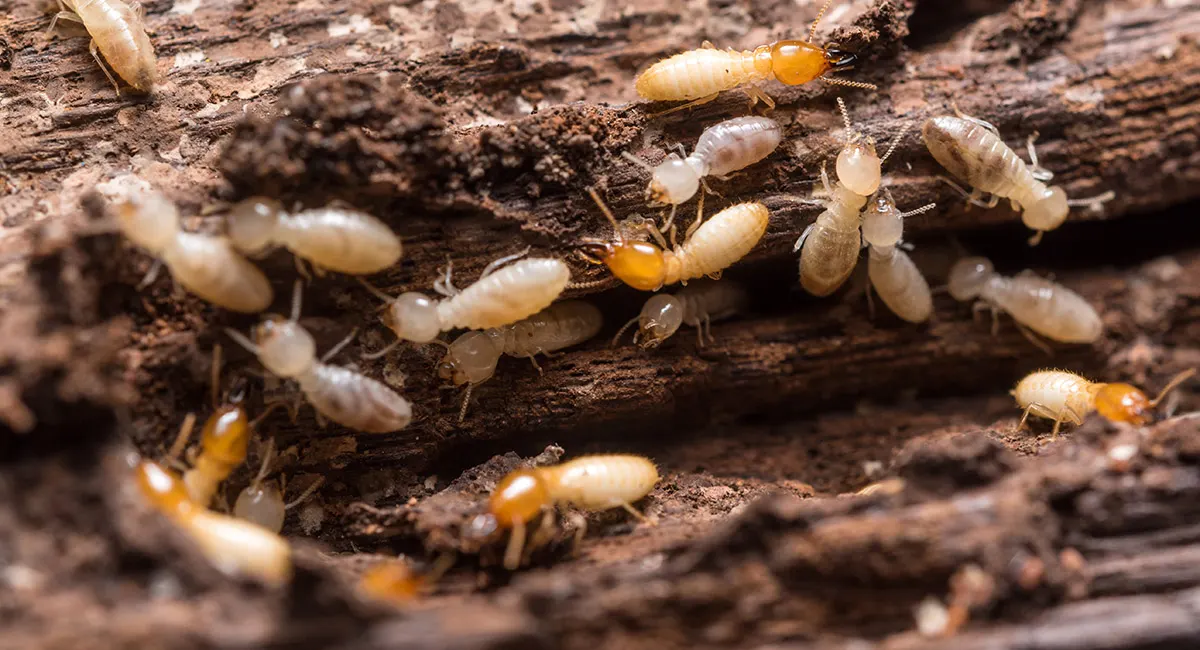 Termites Oceanside