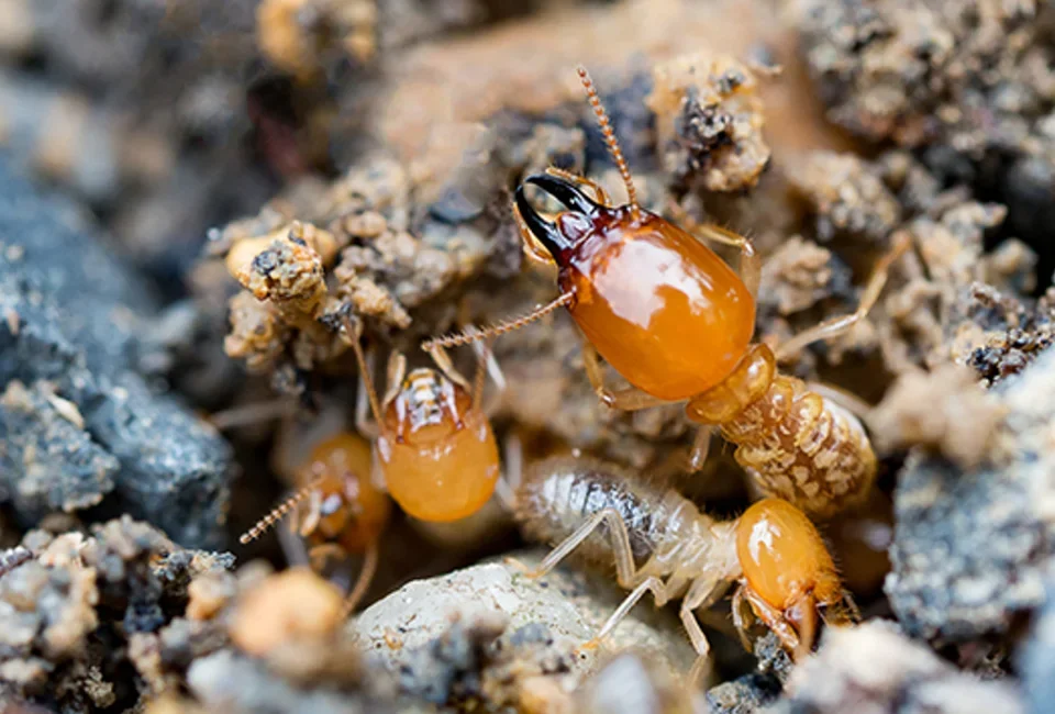 Termites San Marcos