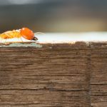 Termite Treatment Carlsbad