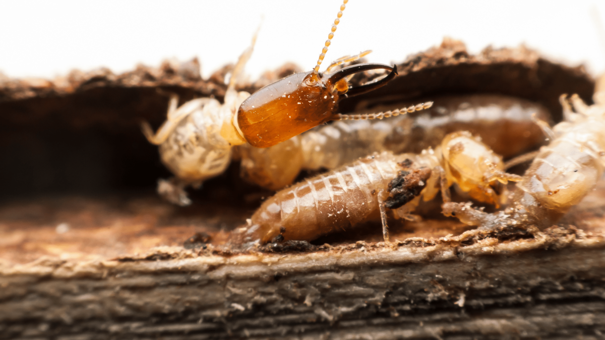 Termite Control San Marcos