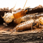 Termite Control San Marcos