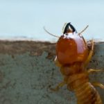 Termites Mission Beach