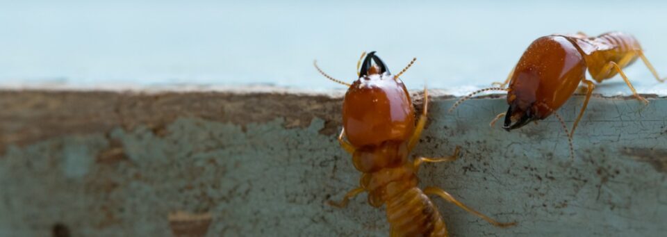 Termites Mission Beach