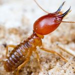 Termite Pest Control Solana Beach