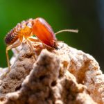 Termites Solana Beach