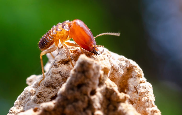 Termites Solana Beach