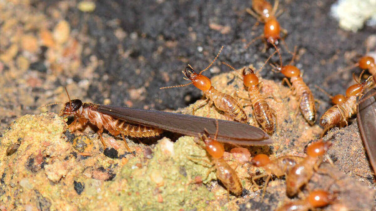 Termites Poway