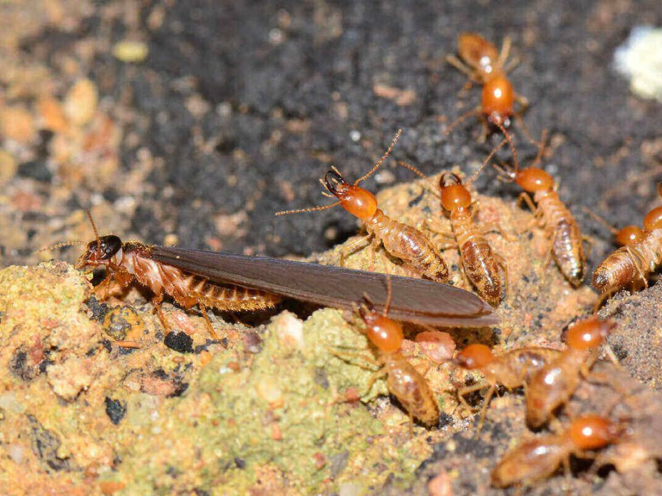 Termites Poway