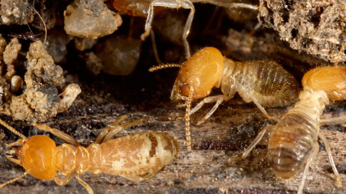 Termite Pest Control Del Mar
