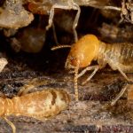 Termite Pest Control Del Mar
