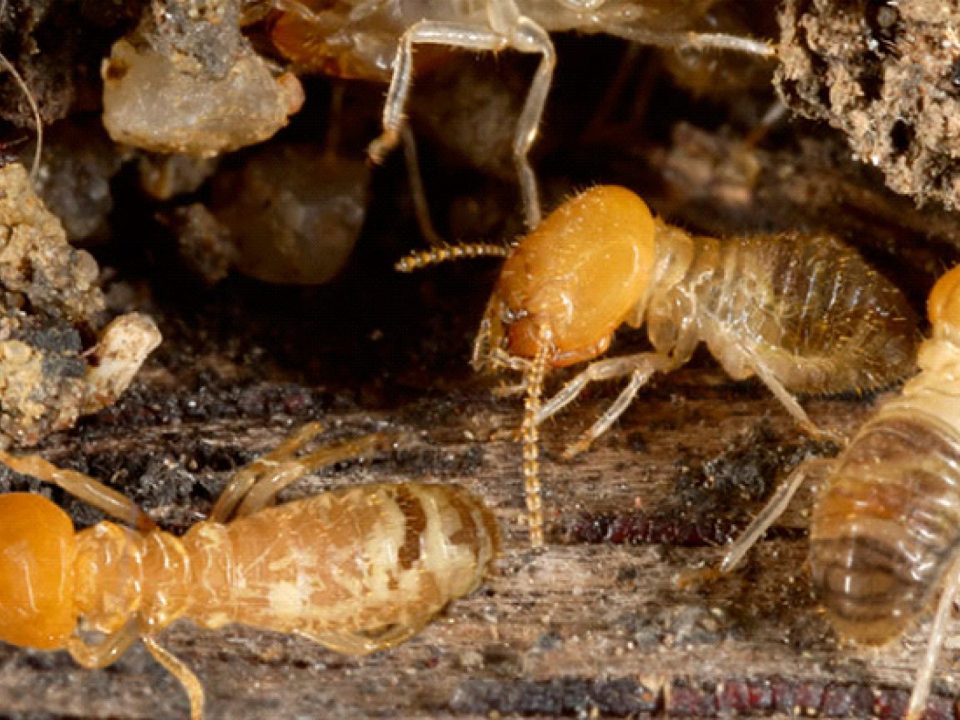 Termite Pest Control Del Mar