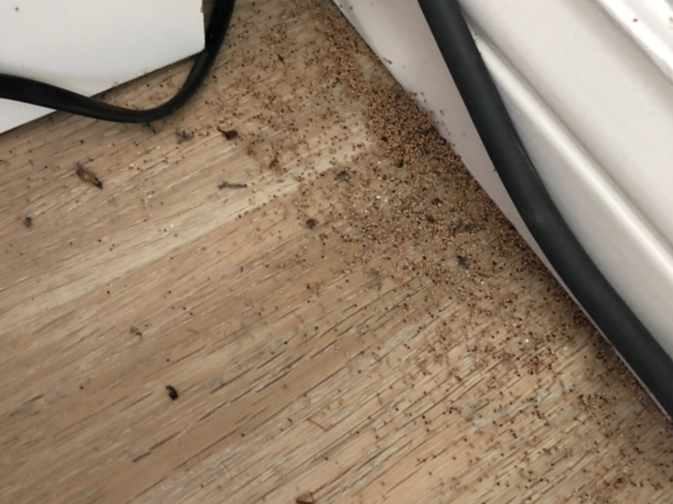 Termite Inspection Oceanside