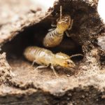 Termites Rancho Santa Fe