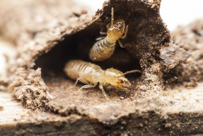 Termites Rancho Santa Fe