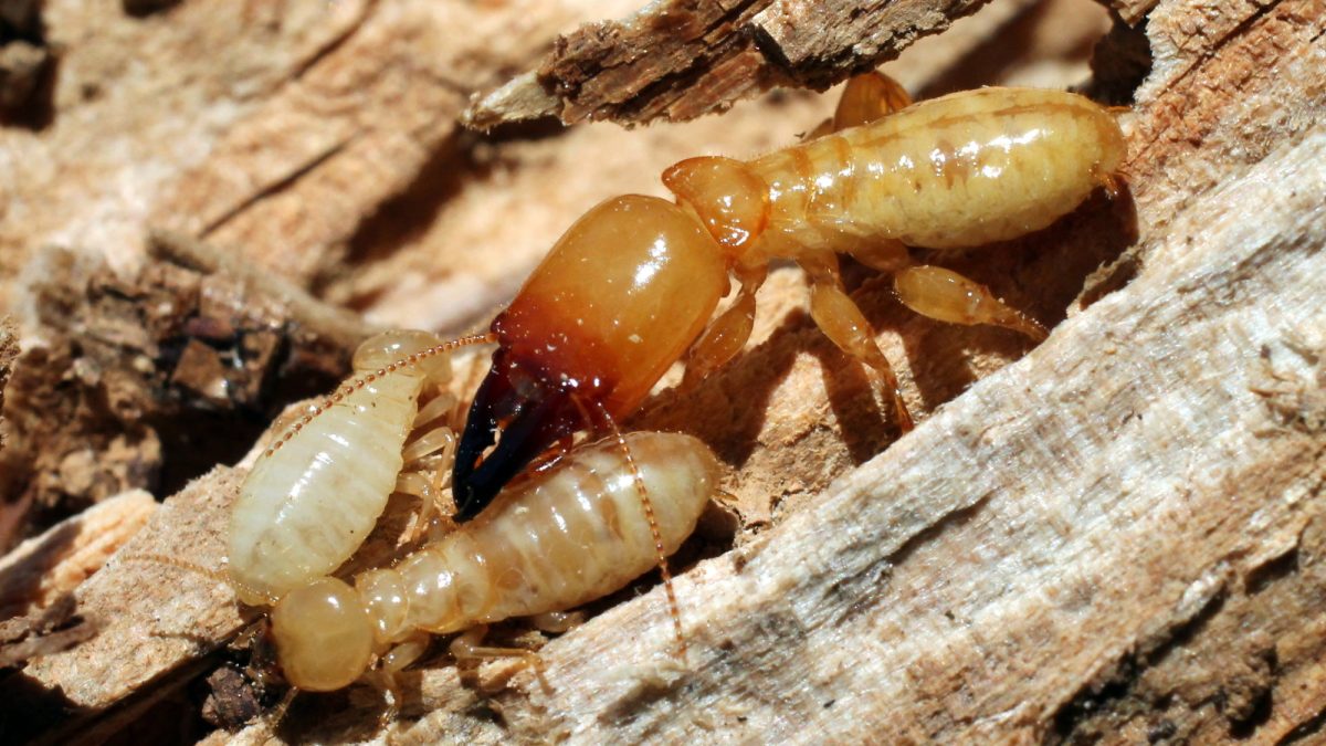 Termites Escondido