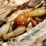 Termites Escondido