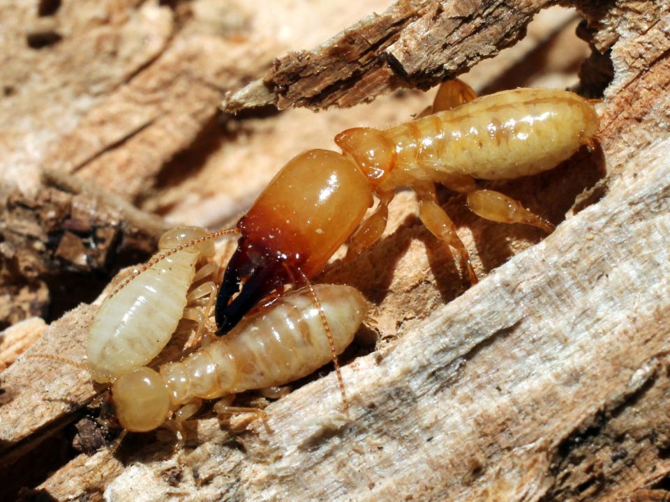 Termites Escondido