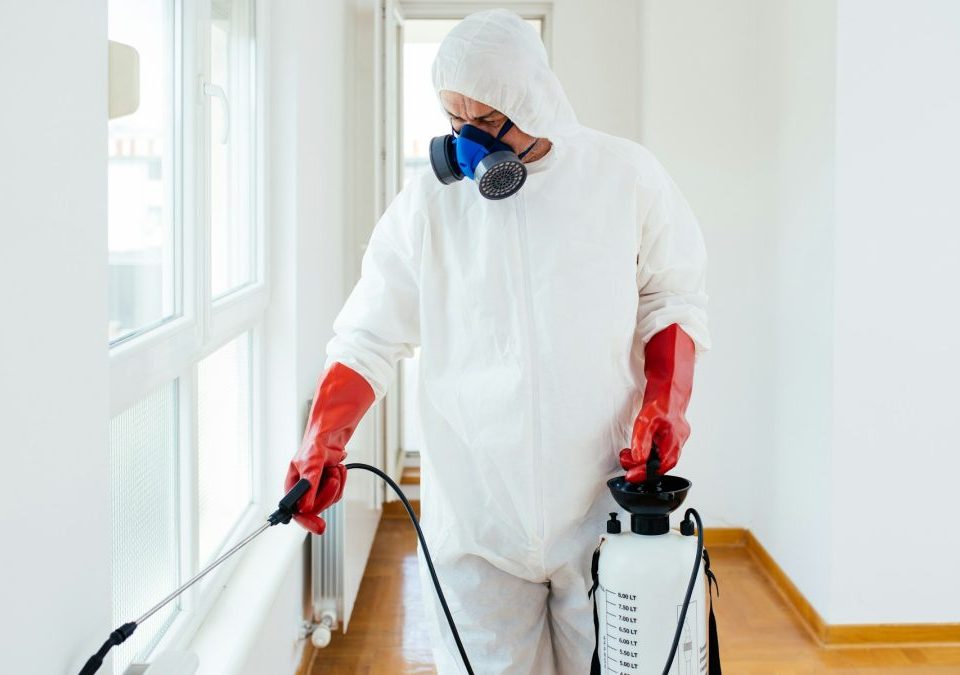 Termite Control San Marcos