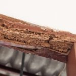 Termite Inspection Pacific Beach