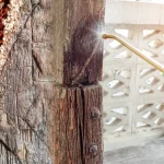 Termite Control Oceanside