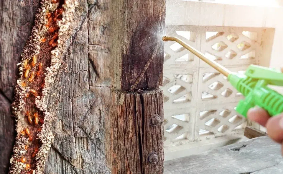 Termite Control Oceanside