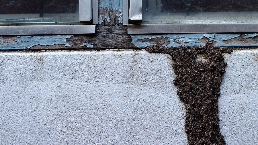 Termite Control Near Me Rancho Santa Fe