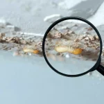 Termite Inspection Poway
