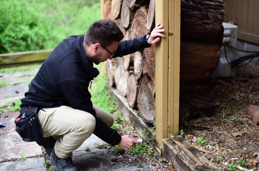 Termite Inspection Solana Beach