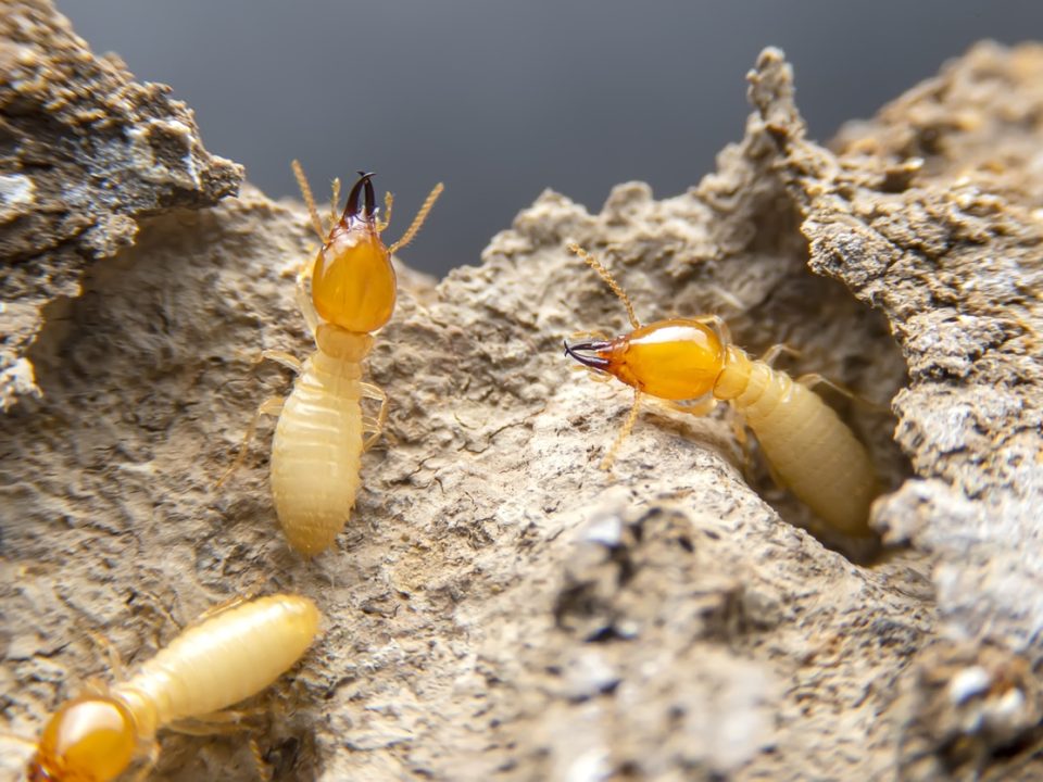 Termite Pest Control Escondido