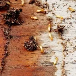 Termite Pest Control San Marcos