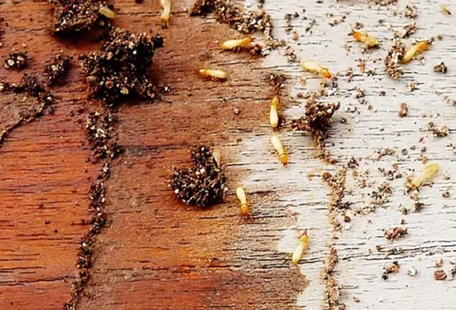 Termite Pest Control San Marcos