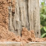 Termite Treatment Del Mar