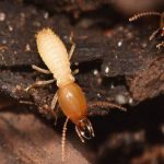 Termites Vista