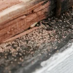 Termite Inspection Carlsbad