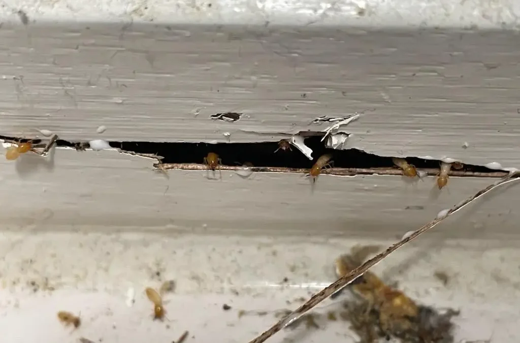 Termite Inspection San Marcos