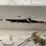 Termite Inspection San Marcos
