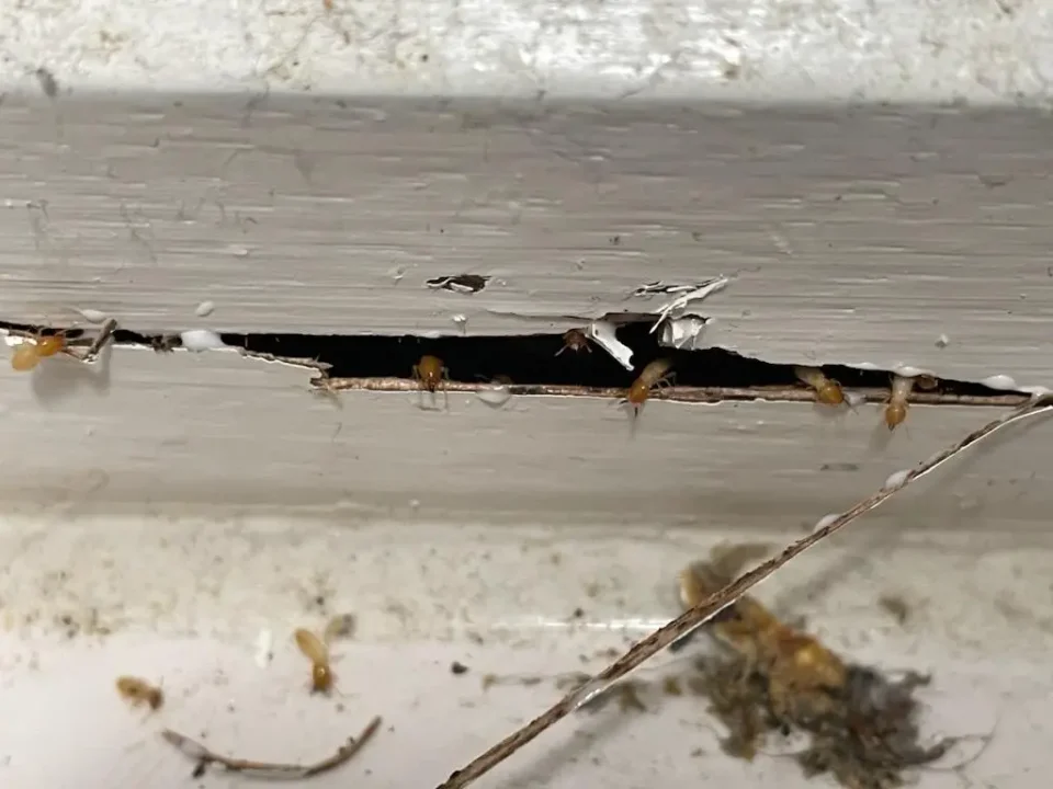 Termite Inspection San Marcos