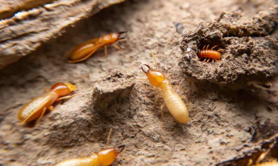 Termite Pest Control Rancho Santa Fe