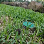 Termite Treatment Escondido