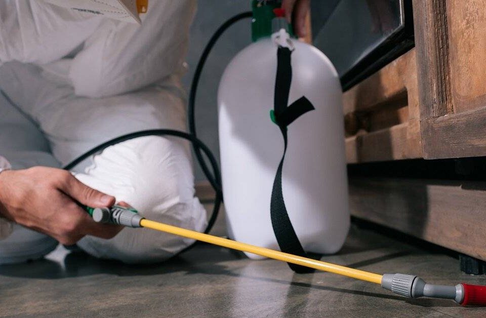Termite Pest Control Mission Beach