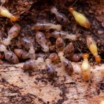 Termites Solana Beach