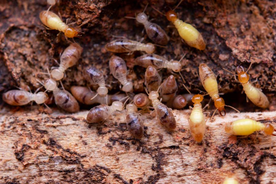 Termites Solana Beach