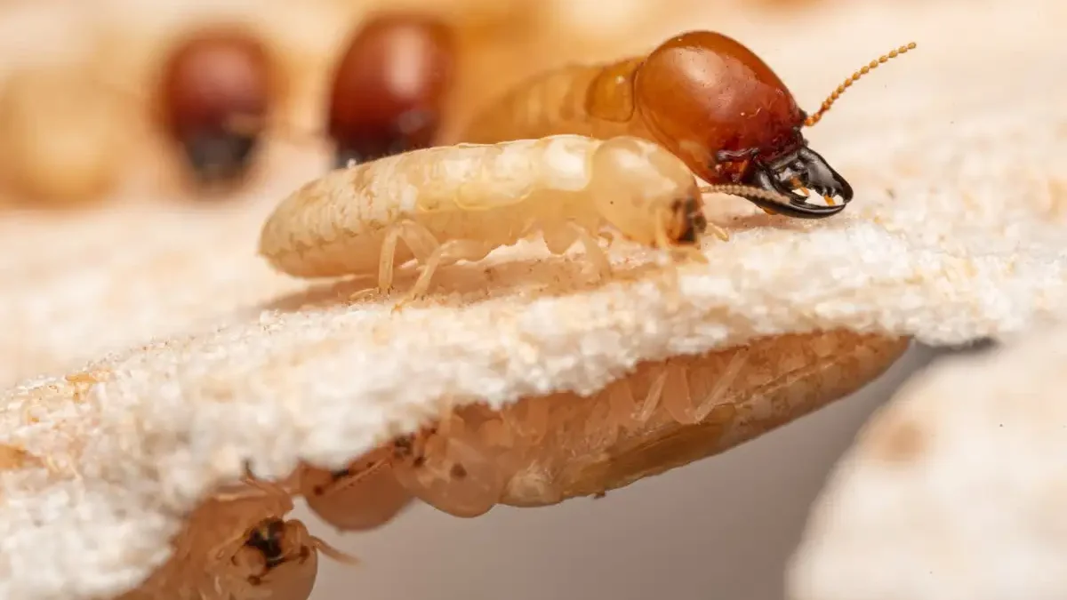 Solana Beach Termites