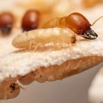 Solana Beach Termites